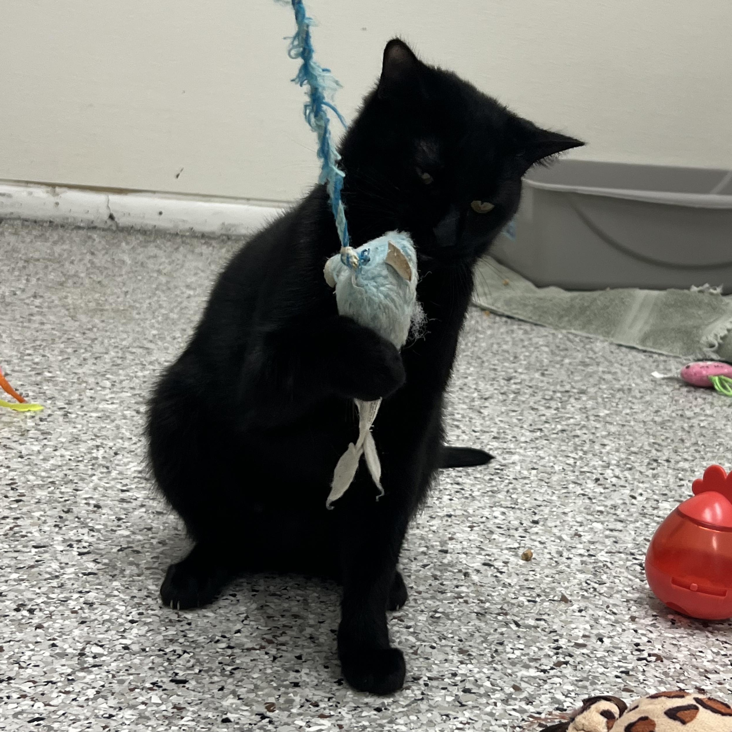 Wanda, a Adoptable Domestic Short Hair in Mount Pleasant, MI image 4/4