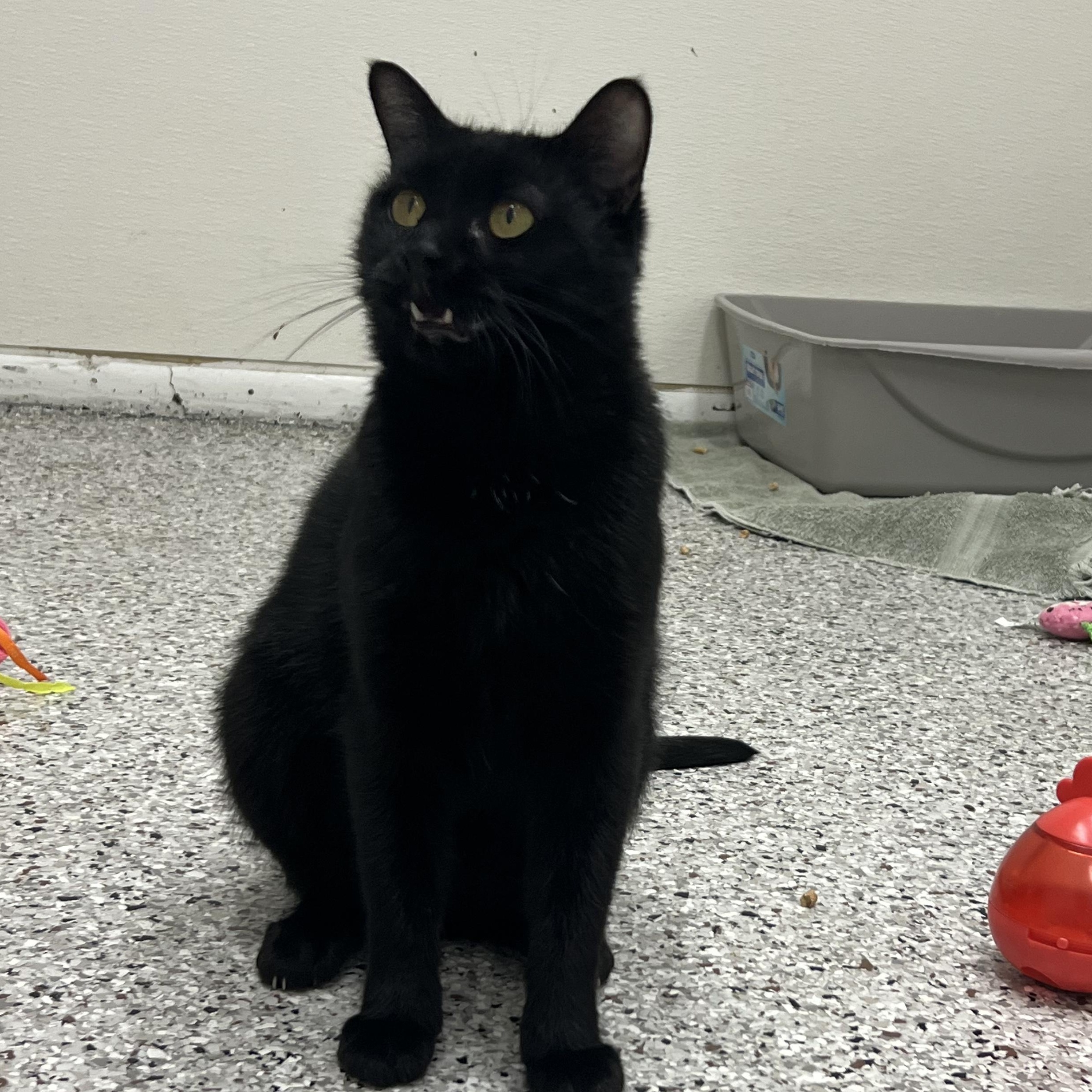 Wanda, a Adoptable Domestic Short Hair in Mount Pleasant, MI image 3/4