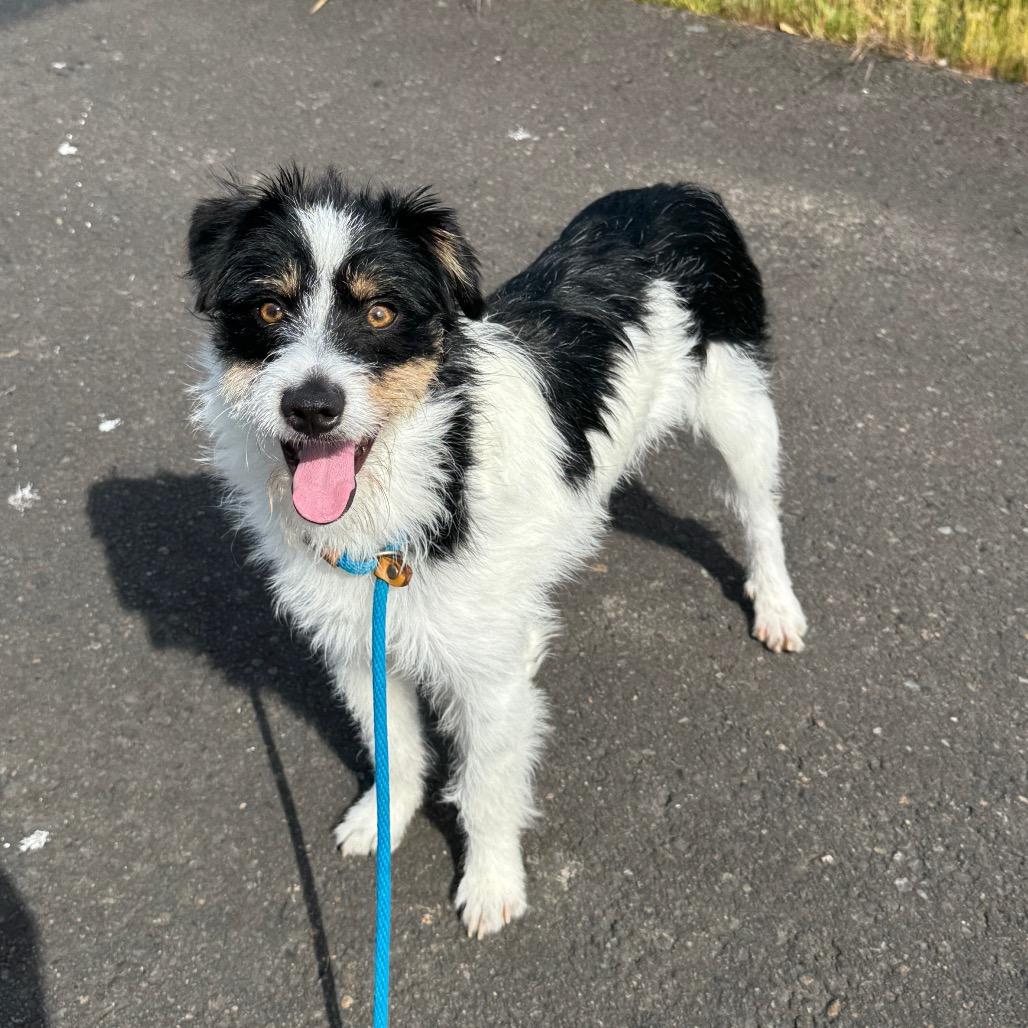 Enlarge Phoenix, a Adoptable mixed breed in Newberg, OR image 1/6