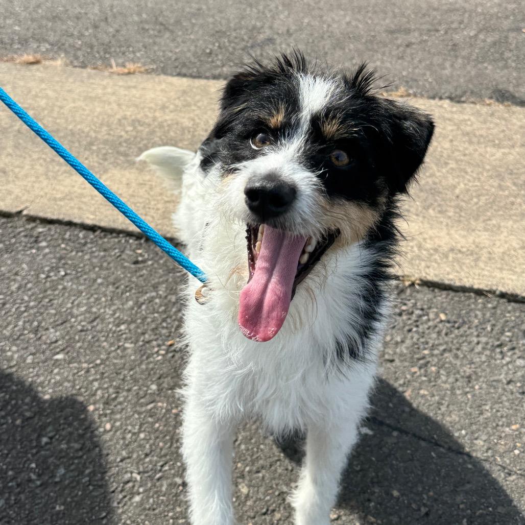 Enlarge Phoenix, a Adoptable mixed breed in Newberg, OR image 2/6