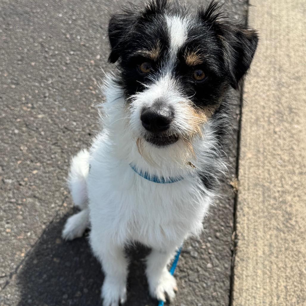 Enlarge Phoenix, a Adoptable mixed breed in Newberg, OR image 3/6