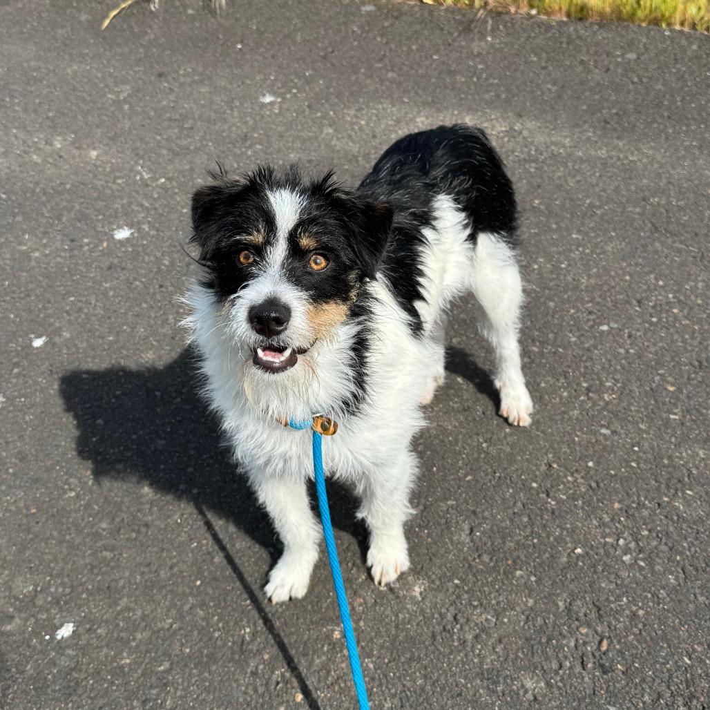Enlarge Phoenix, a Adoptable mixed breed in Newberg, OR image 4/6