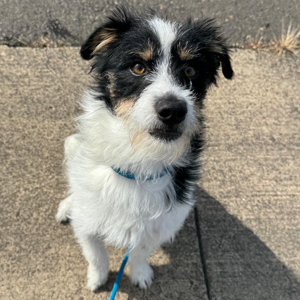 Enlarge Phoenix, a Adoptable mixed breed in Newberg, OR image 5/6
