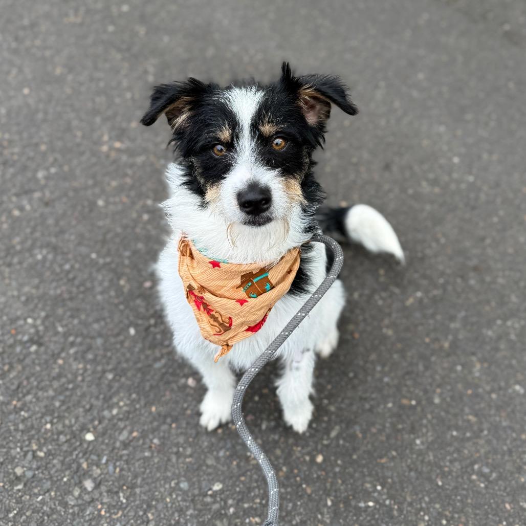 Enlarge Phoenix, a Adoptable mixed breed in Newberg, OR image 6/6