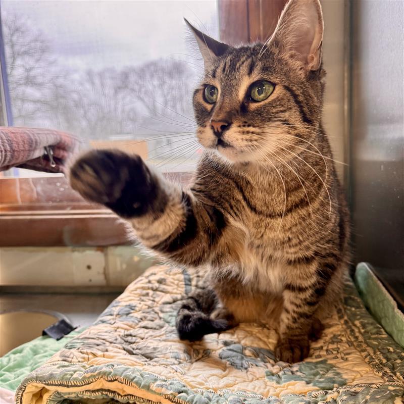 Curly, ADOPTABLE, Senior Female Domestic Short Hair.