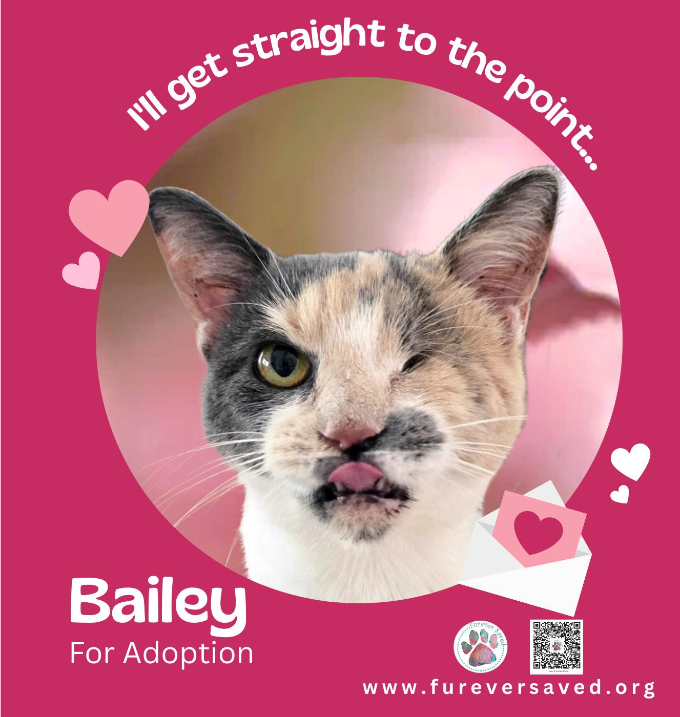 Bailey, a ADOPTABLE Domestic Short Hair in Miami, FL image 3/3