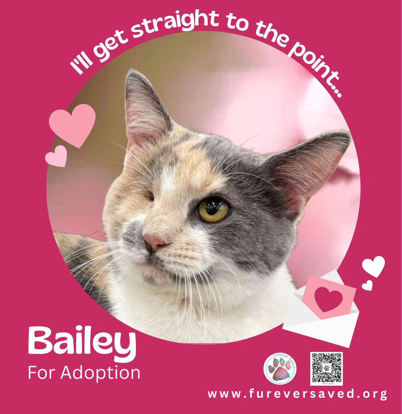 Bailey, a ADOPTABLE Domestic Short Hair in Miami, FL image 1/3