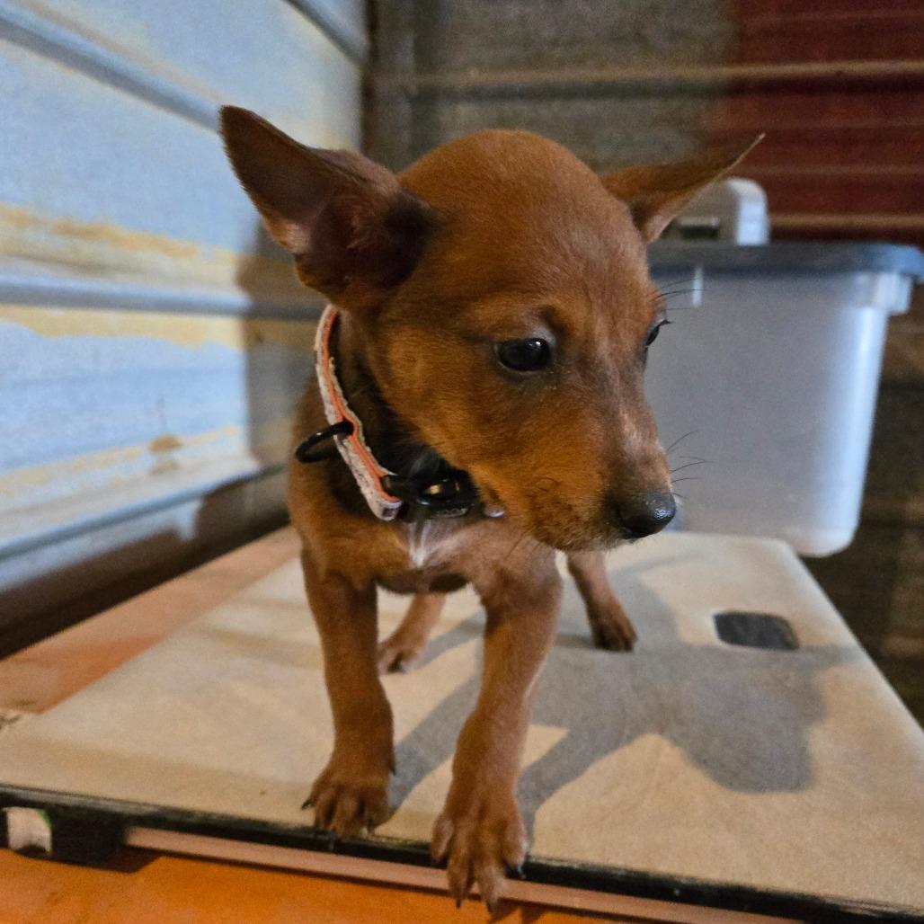 Krystal — thumbnail 2