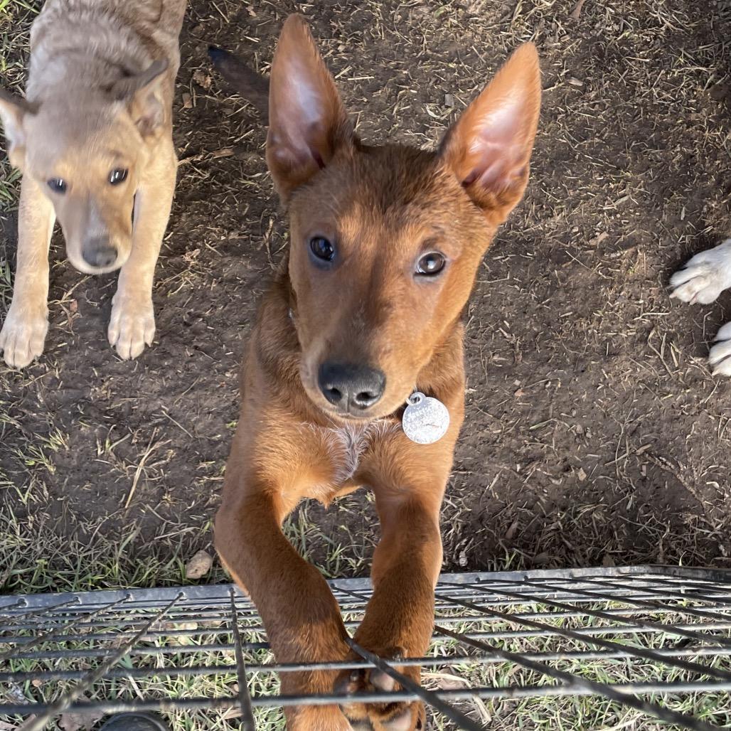 Krystal — thumbnail 3