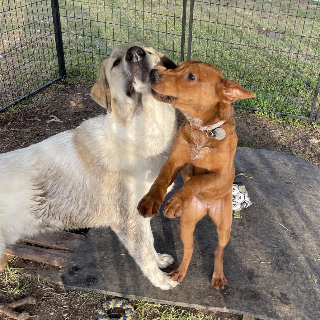 Krystal — thumbnail 4