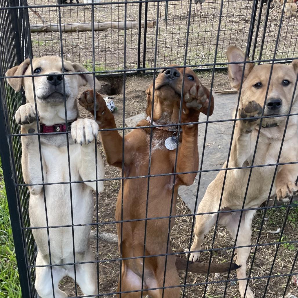 Krystal — thumbnail 5