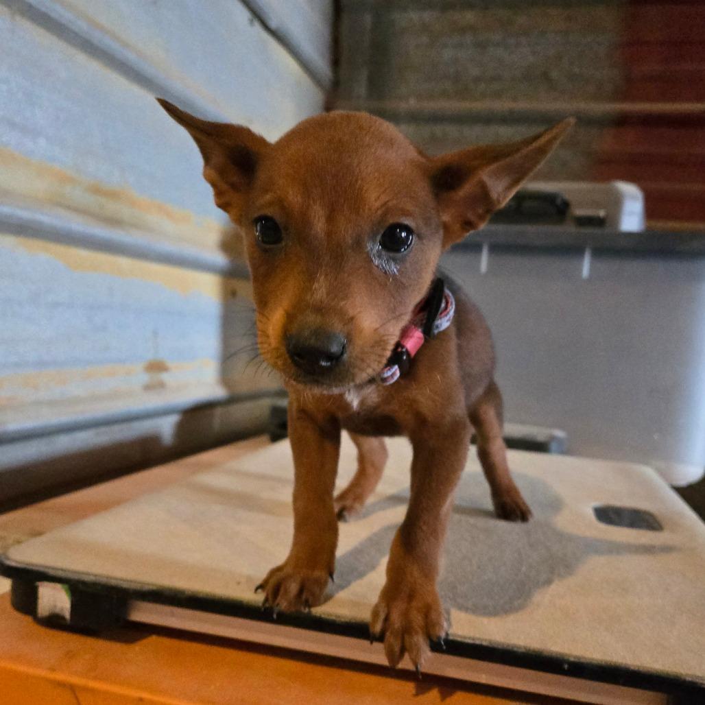 Krystal — thumbnail 6