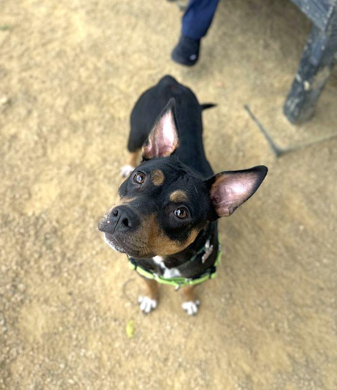 Enlarge Vanna, a ADOPTABLE Pit Bull Terrier in Berkeley, CA image 3/6