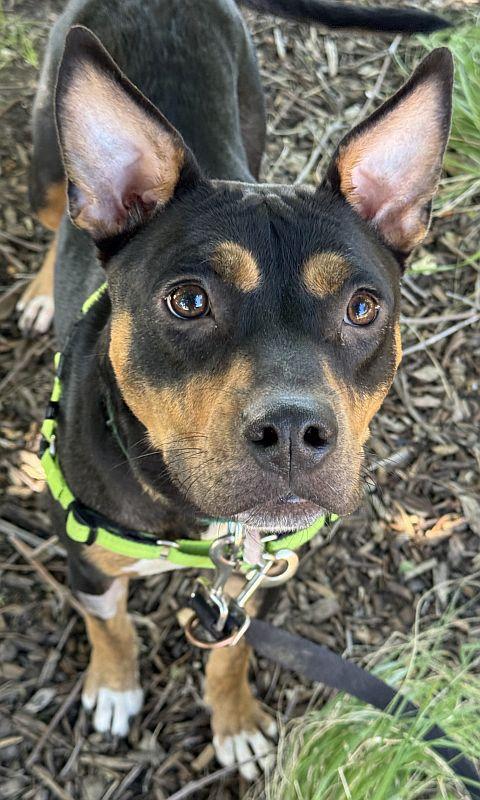 Enlarge Vanna, a ADOPTABLE Pit Bull Terrier in Berkeley, CA image 5/6
