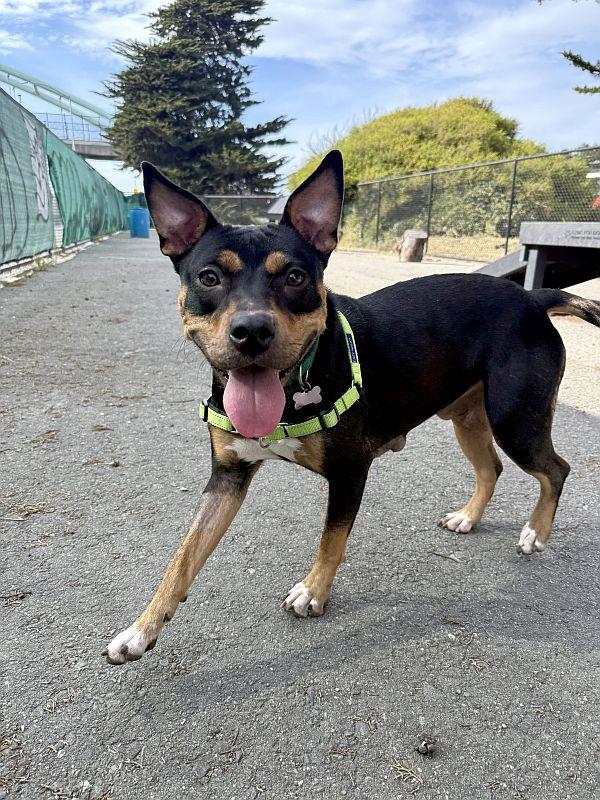 Enlarge Vanna, a ADOPTABLE Pit Bull Terrier in Berkeley, CA image 1/6