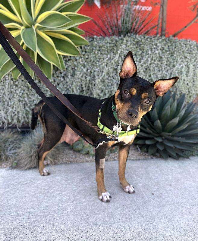 Enlarge Vanna, a ADOPTABLE Pit Bull Terrier in Berkeley, CA image 2/6