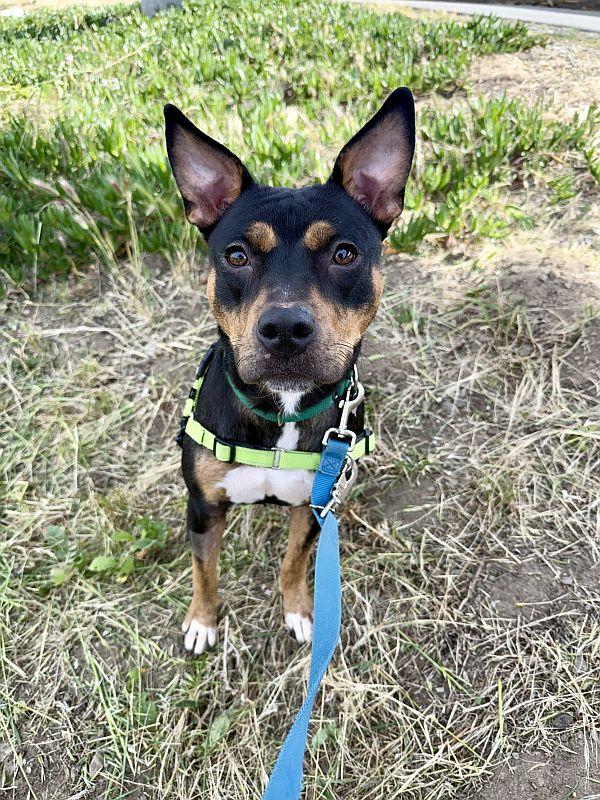 Enlarge Vanna, a ADOPTABLE Pit Bull Terrier in Berkeley, CA image 6/6