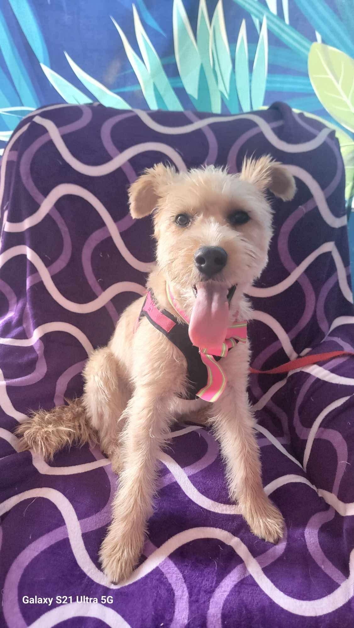 Estrella, Young Female Mixed Breed
