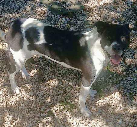 Enlarge Eden, a Adoptable Pit Bull Terrier in Staley, NC image 1/1