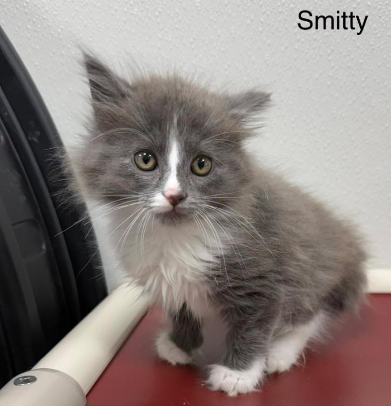 Smitty, ADOPTABLE, Kitten Male Domestic Medium Hair.