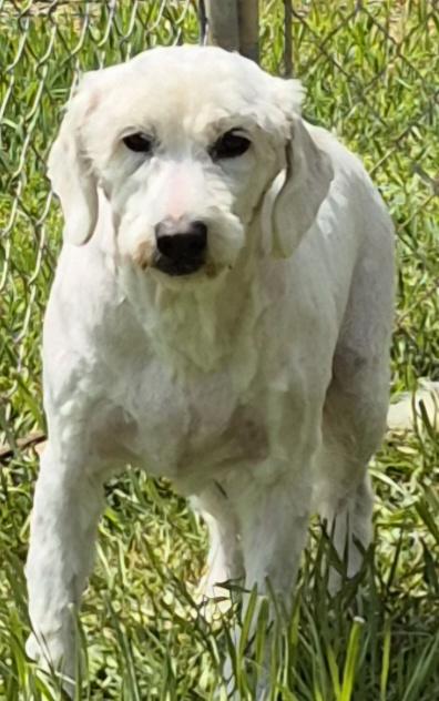 Enlarge BLAKE, a Adoptable Goldendoodle in Sardinia, OH image 3/4