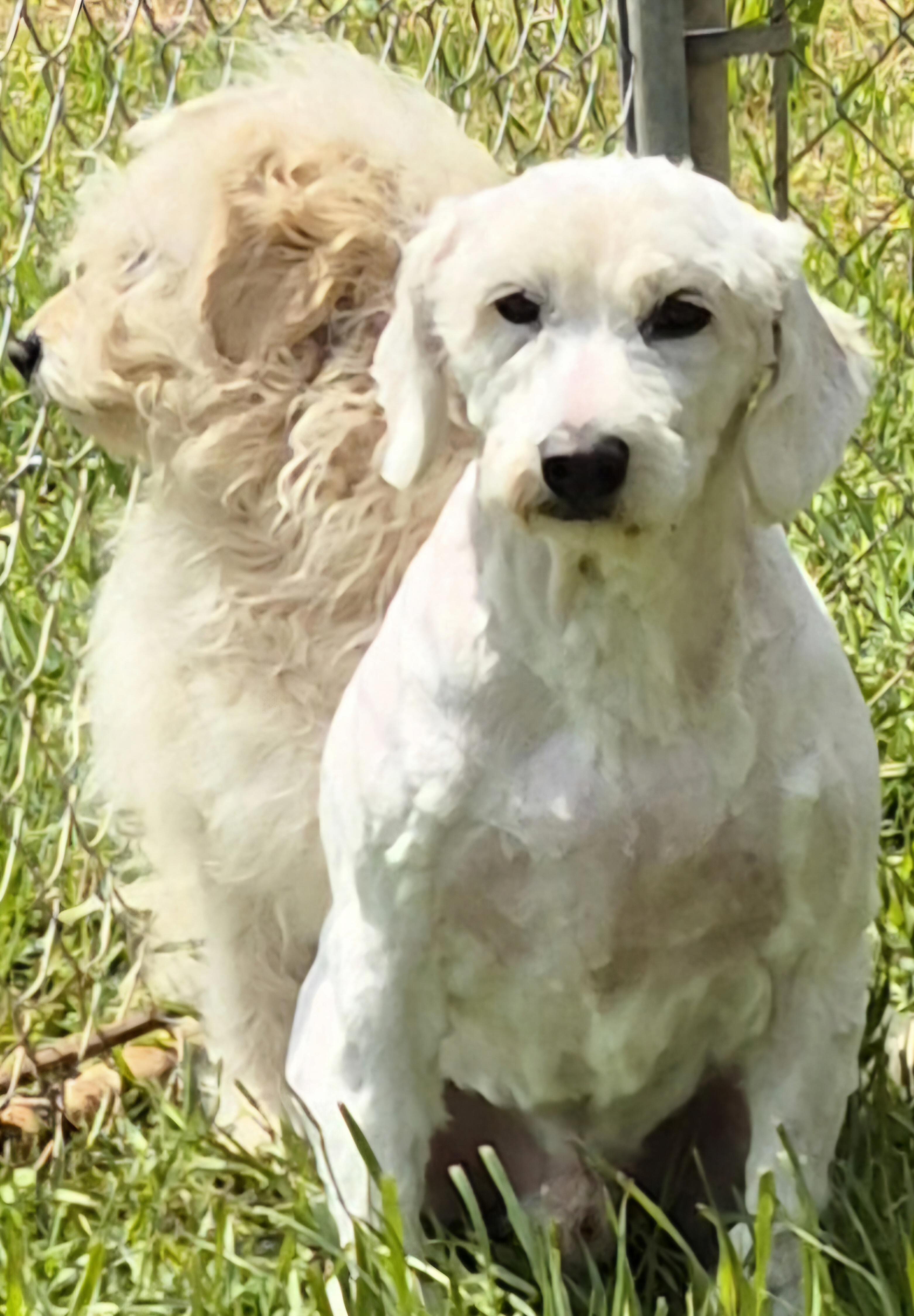 Enlarge BLAKE, a Adoptable Goldendoodle in Sardinia, OH image 4/4