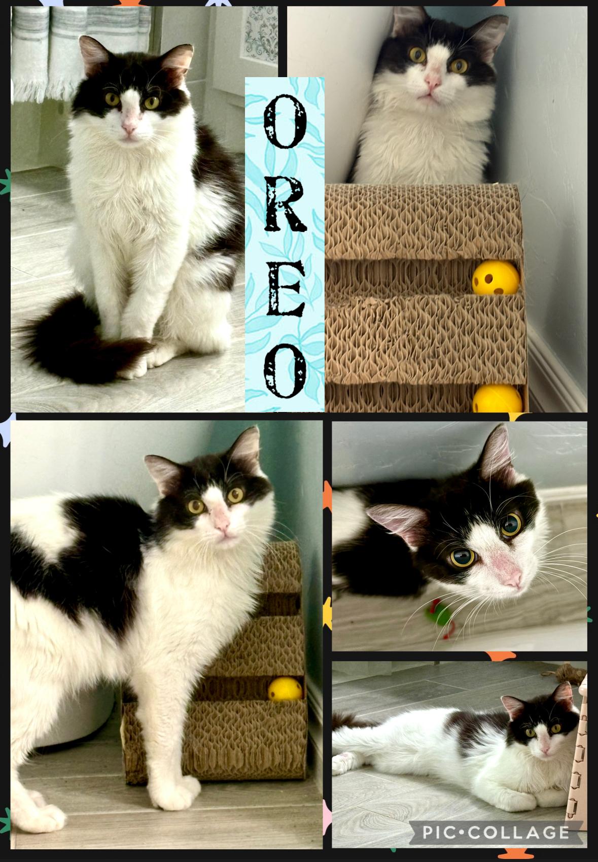 OREO, an adoptable Tabby in Lawton, OK, 73505 | Photo Image 1