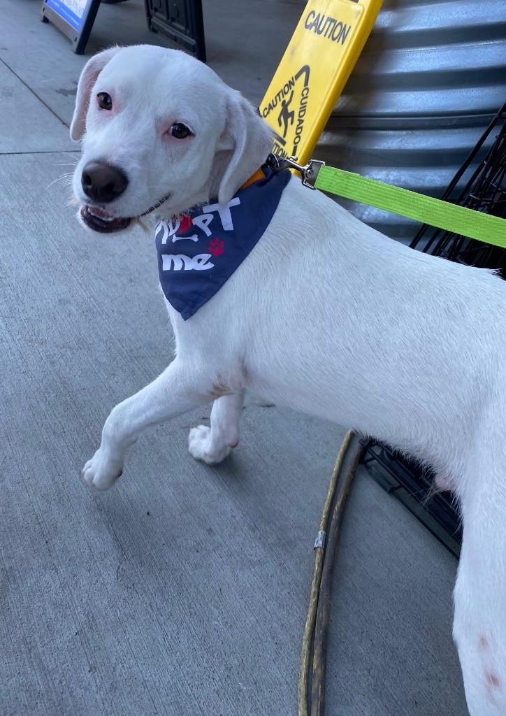 Jasper, Adopted, Young Male Terrier & Mixed Breed.