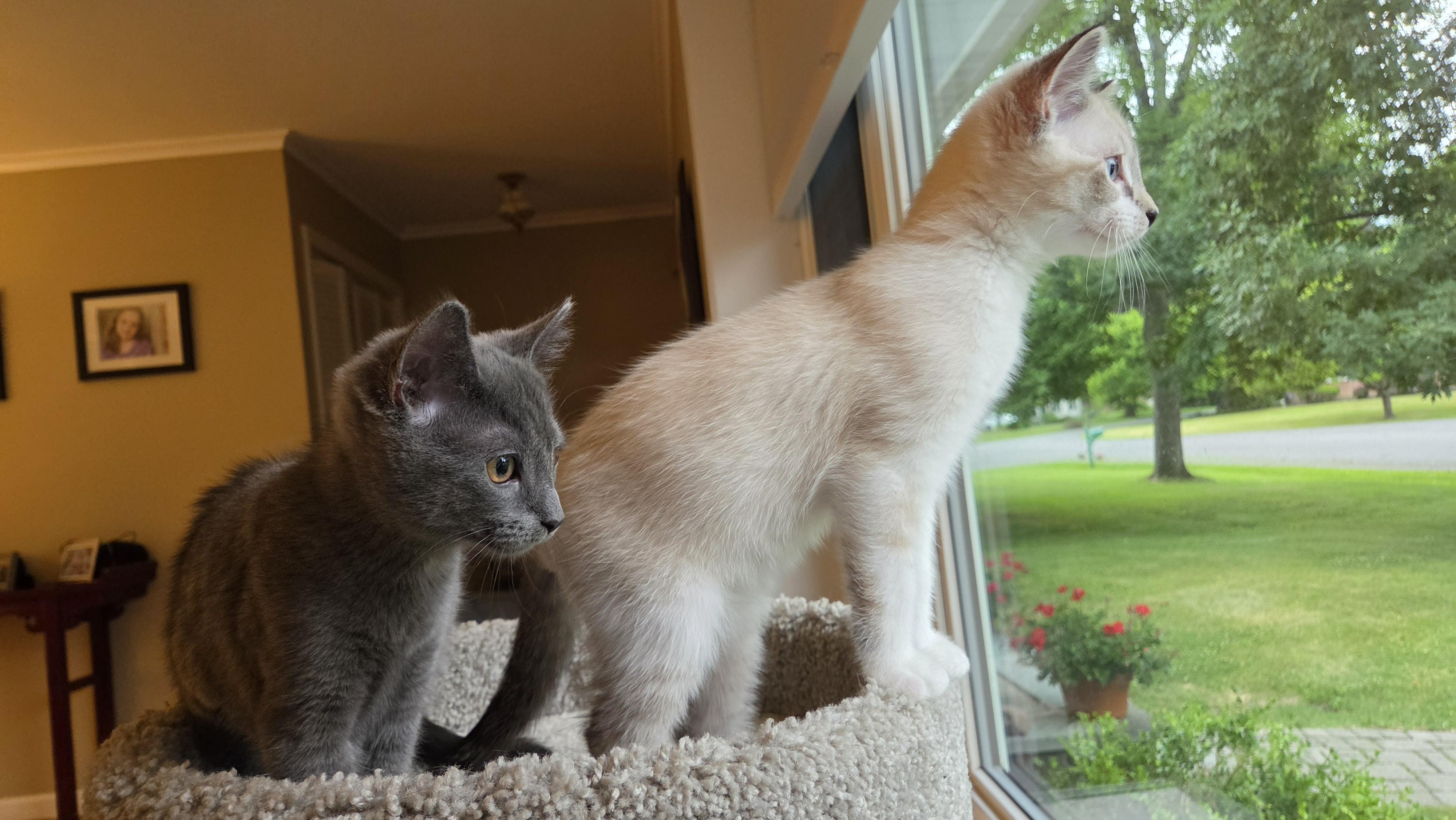 Lynnie and Captain Walter Cornflake, adopted, Kitten Male Domestic Medium Hair & Siamese.