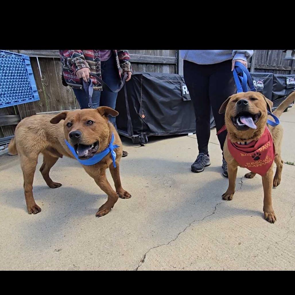 Chewbacca FC SS, Adoptable, Young Male Chow Chow & Mixed Breed.