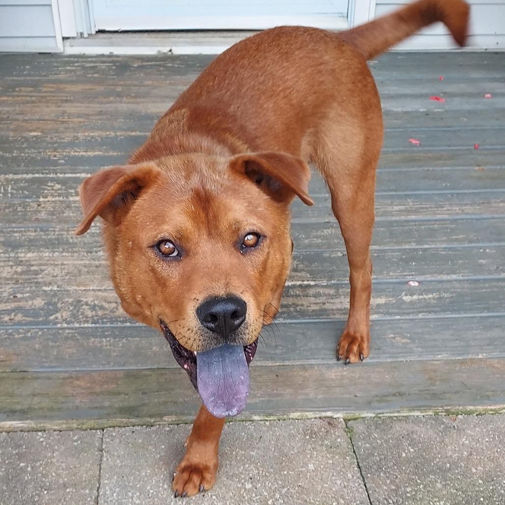 Enlarge Chewbacca FC SS, a Adoptable mixed breed in Union, MO image 2/6