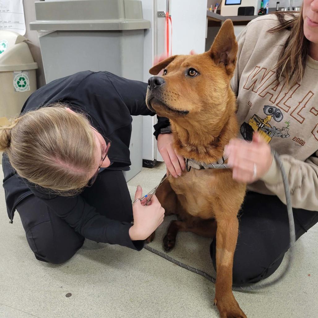 Enlarge Chewbacca FC SS, a Adoptable mixed breed in Union, MO image 3/6