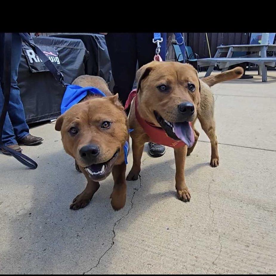 Enlarge Chewbacca FC SS, a Adoptable mixed breed in Union, MO image 4/6