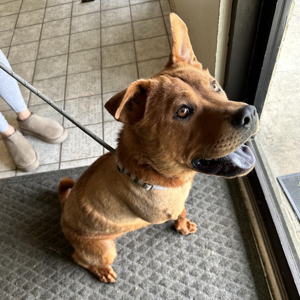 Enlarge Chewbacca FC SS, a Adoptable mixed breed in Union, MO image 5/6