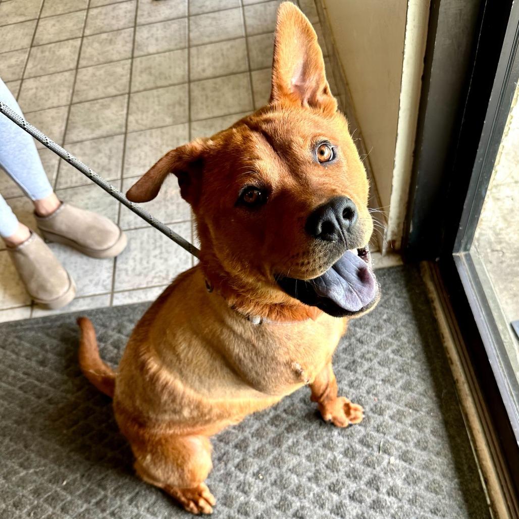 Enlarge Chewbacca FC SS, a Adoptable mixed breed in Union, MO image 6/6