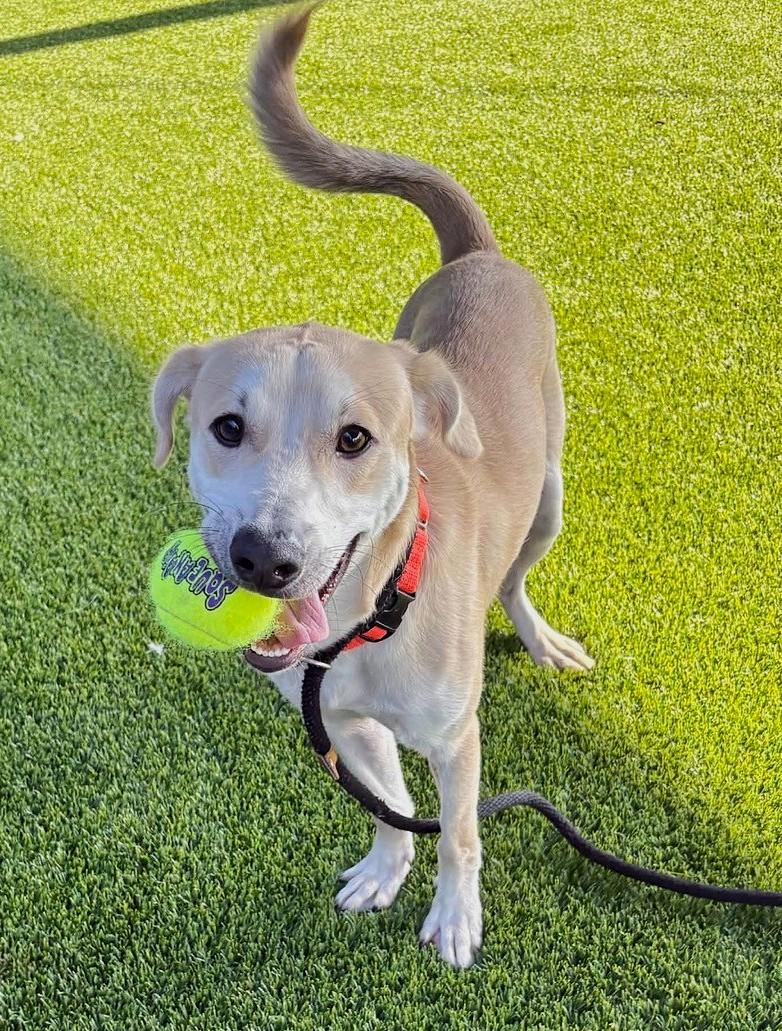 Enlarge Bartholomew, a Adoptable mixed breed in Lisbon, IA image 5/6
