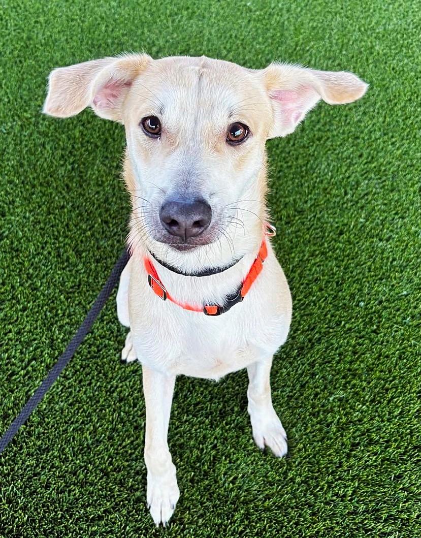 Enlarge Bartholomew, a Adoptable mixed breed in Lisbon, IA image 3/6