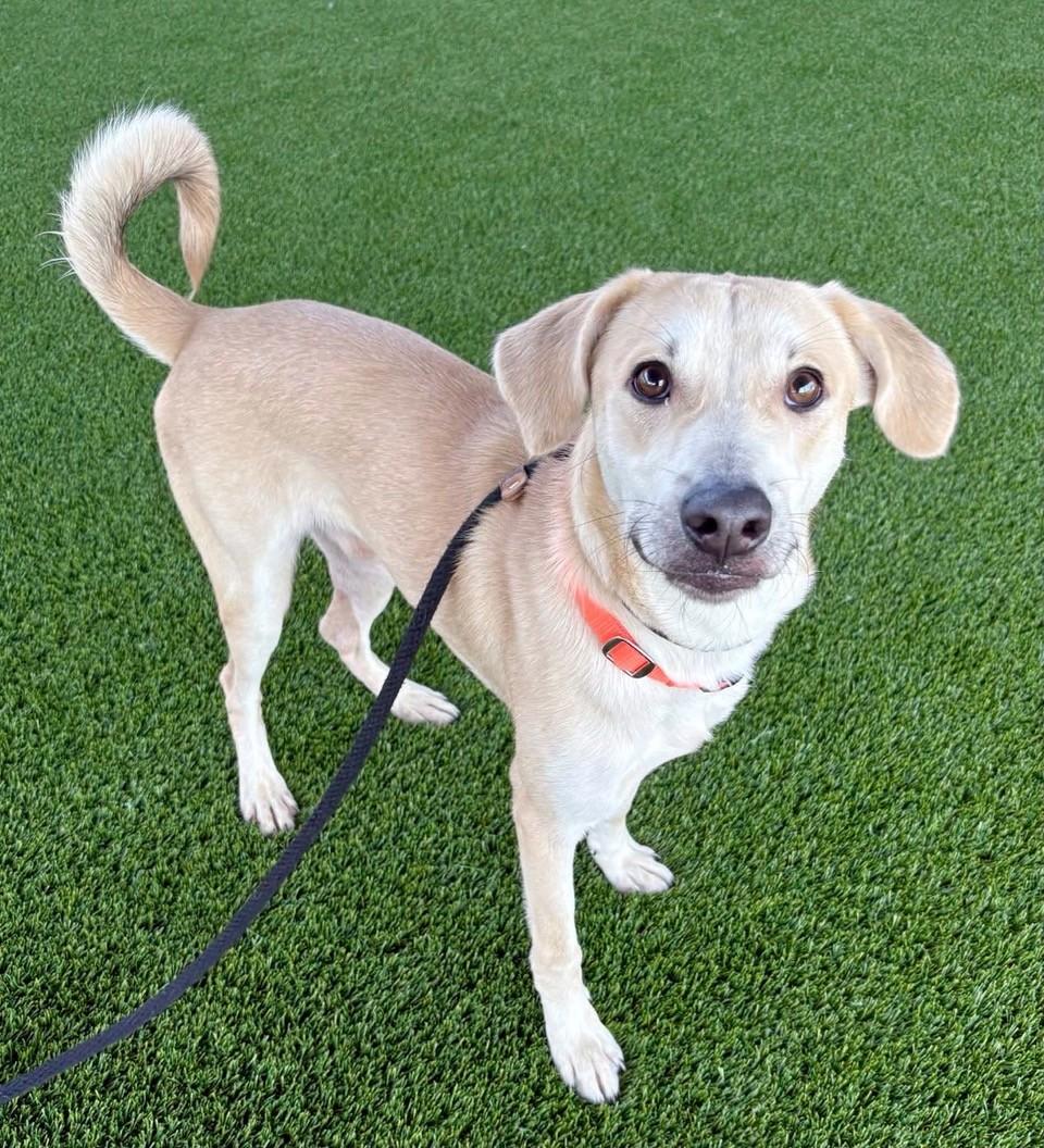 Enlarge Bartholomew, a Adoptable mixed breed in Lisbon, IA image 4/6