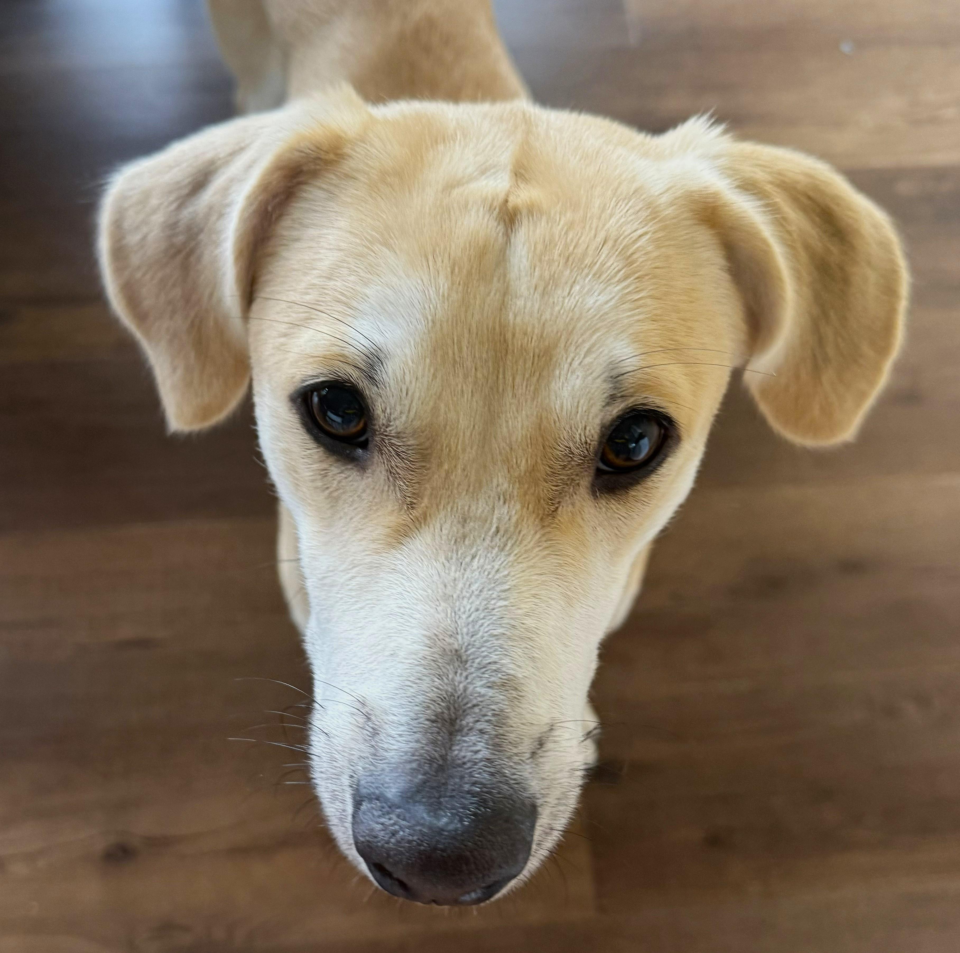 Enlarge Bartholomew, a Adoptable mixed breed in Lisbon, IA image 6/6