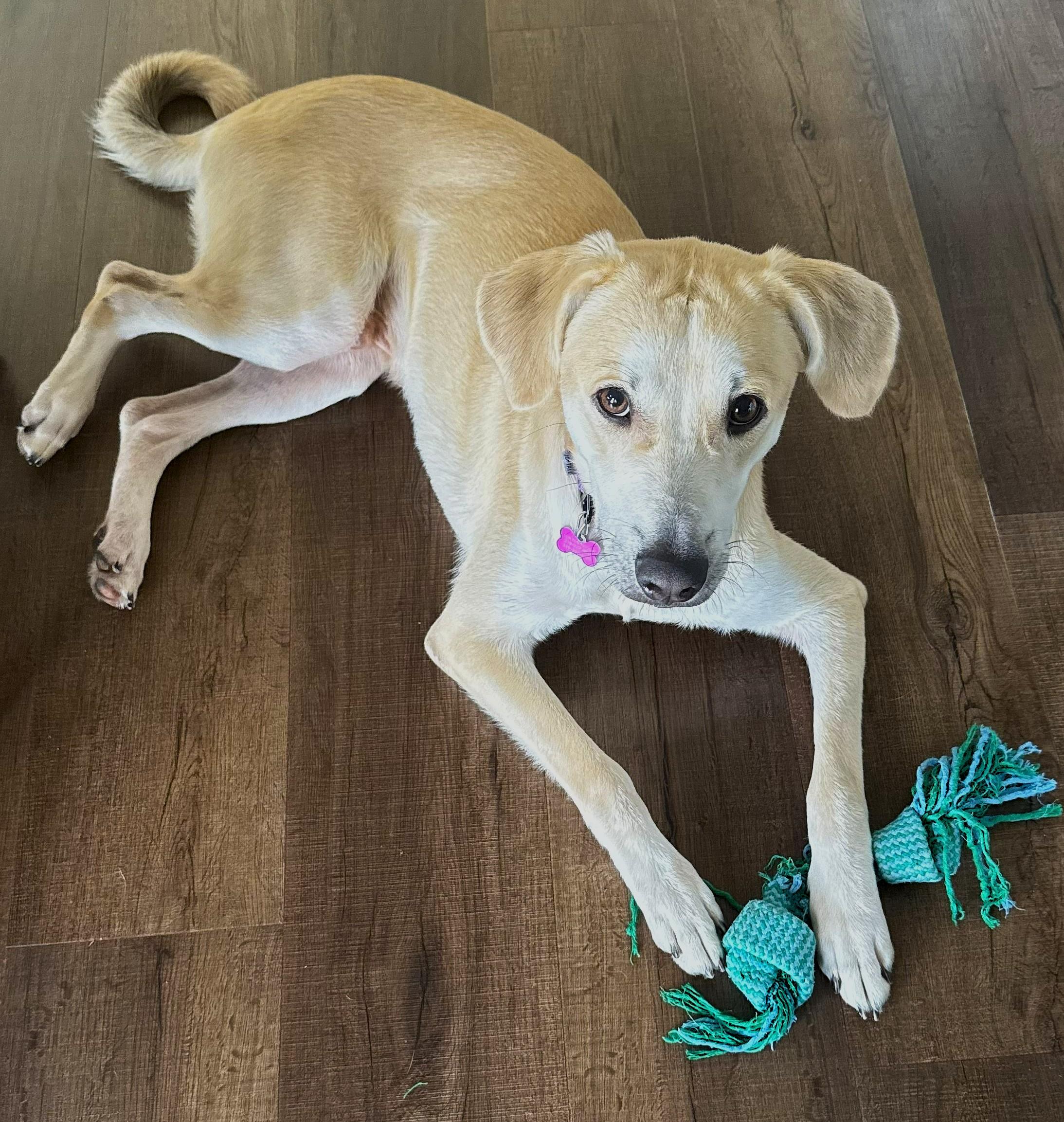 Enlarge Bartholomew, a Adoptable mixed breed in Lisbon, IA image 2/6