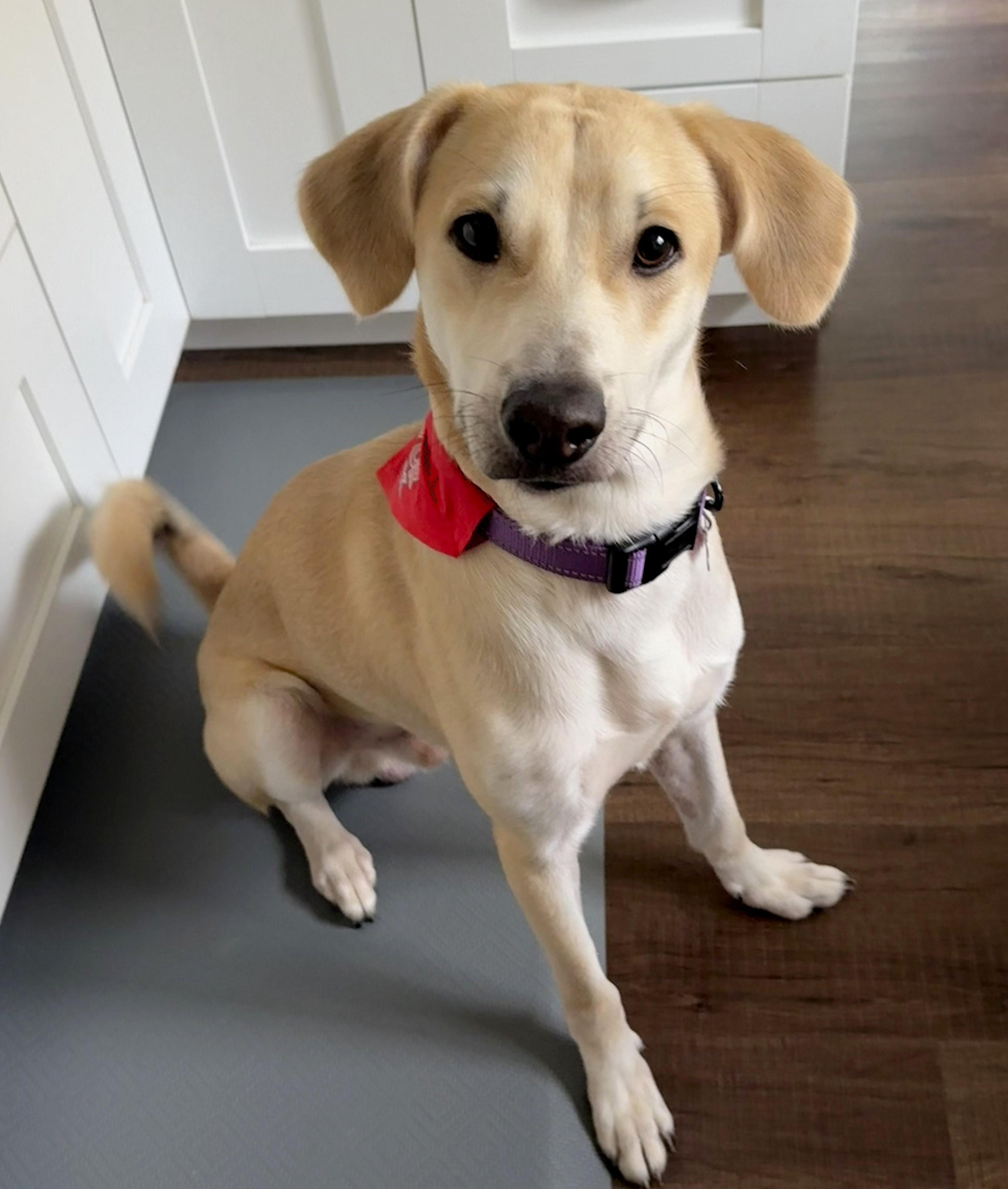 Enlarge Bartholomew, a Adoptable mixed breed in Lisbon, IA image 1/6