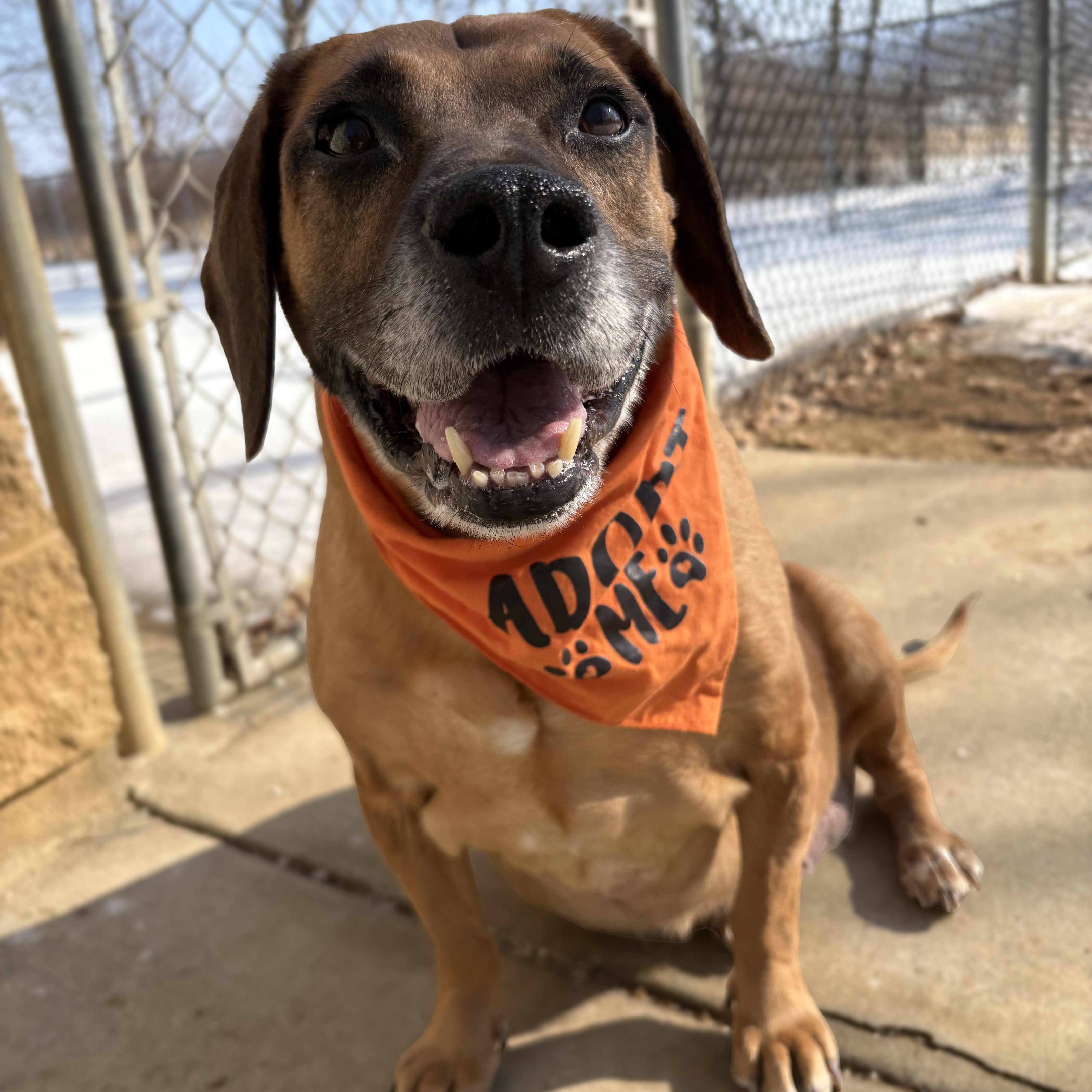 Max, Adoptable, Senior Male Labrador Retriever & Beagle.