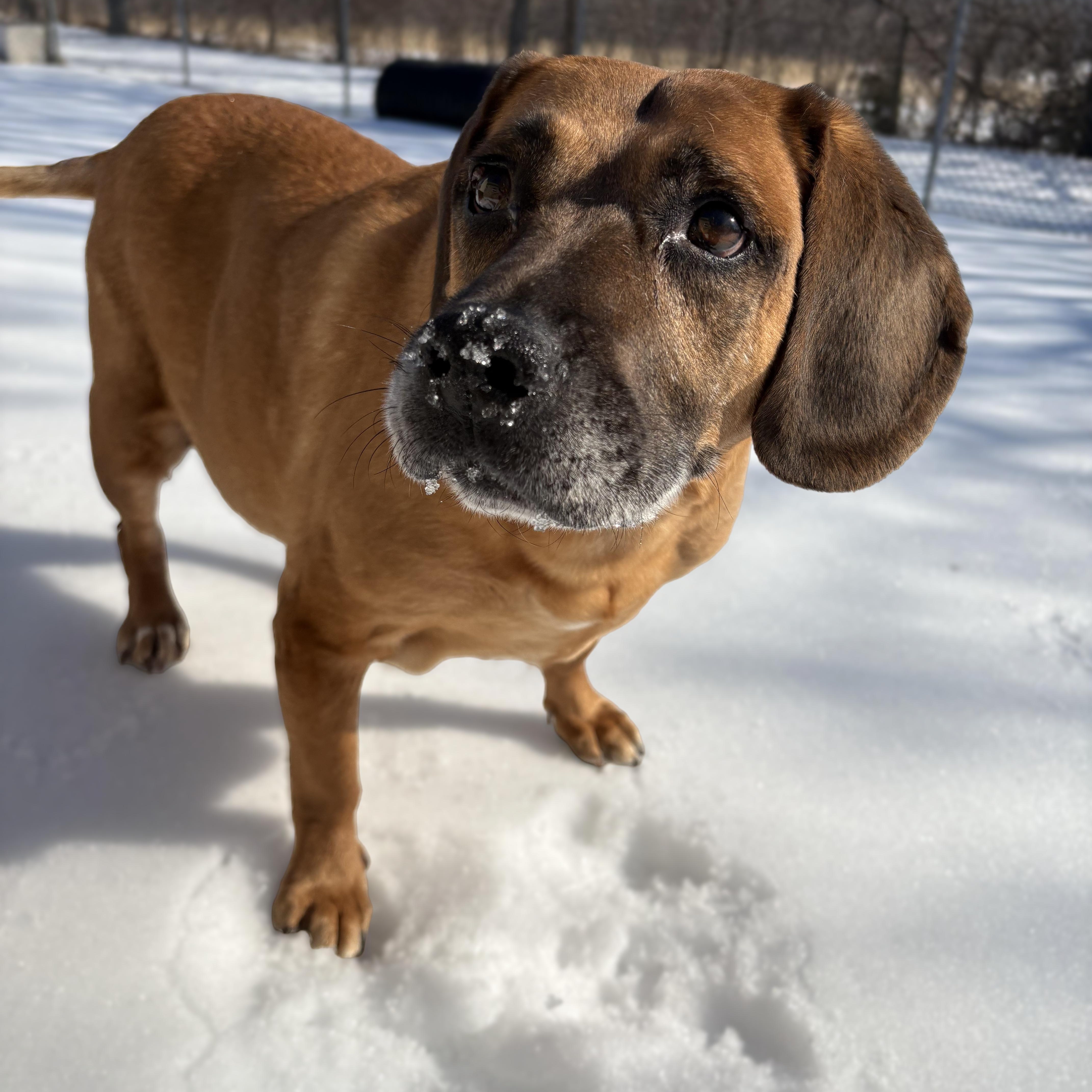 Enlarge Max, a Adoptable mixed breed in Stanley, VA image 3/3