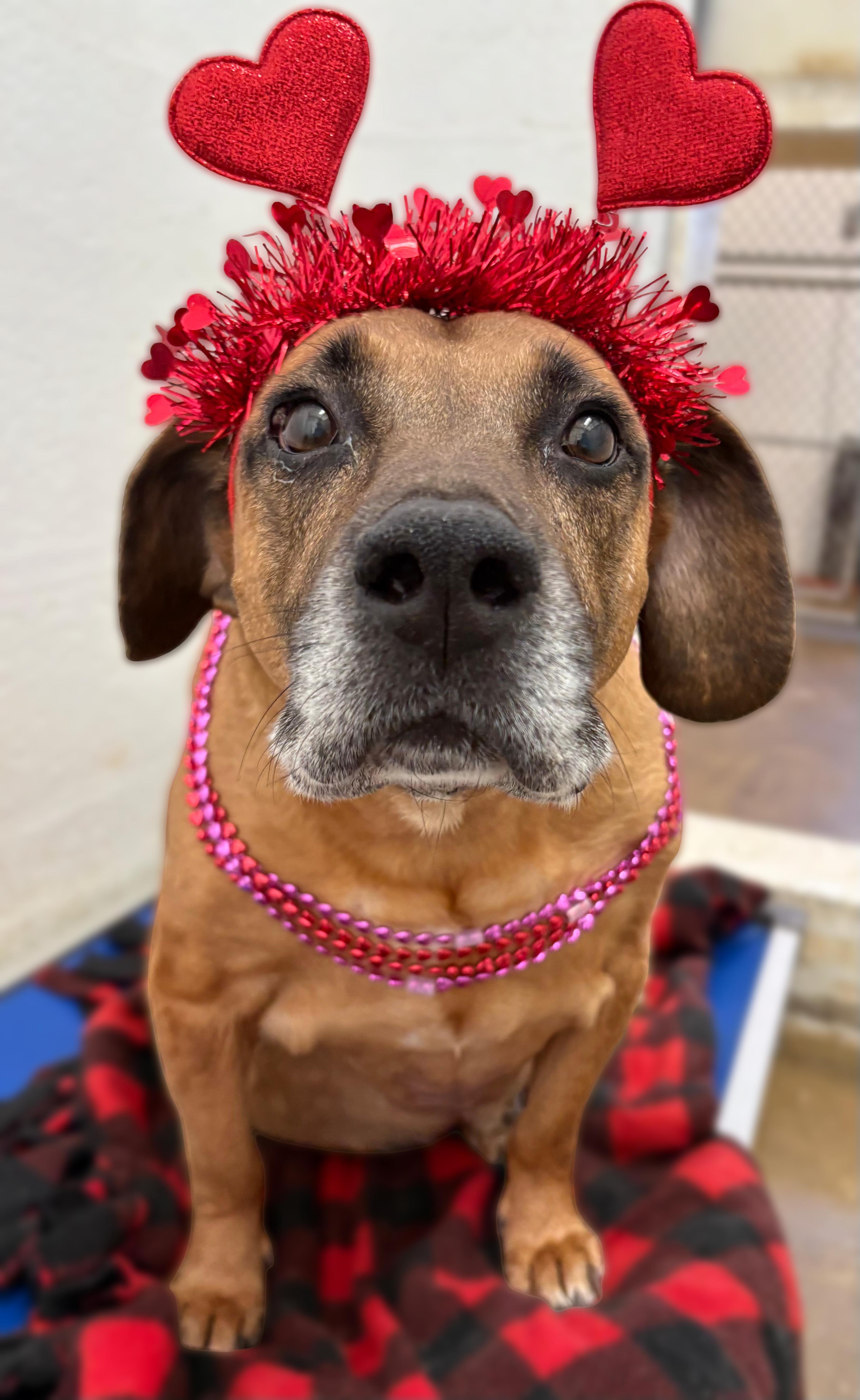 Enlarge Max, a Adoptable mixed breed in Stanley, VA image 2/3