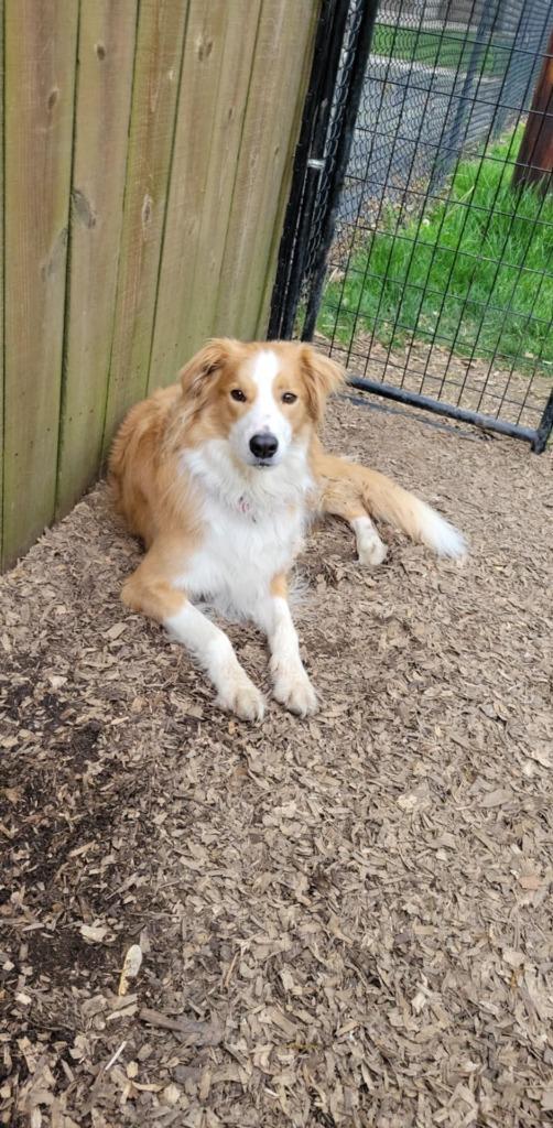 Enlarge Hunter, a Adoptable English Shepherd in Indianapolis, IN image 1/3