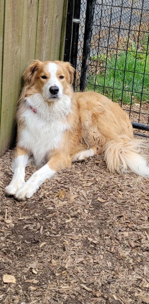 Enlarge Hunter, a Adoptable English Shepherd in Indianapolis, IN image 2/3