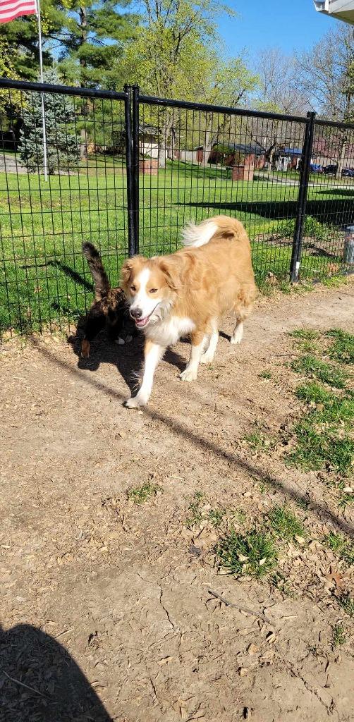 Enlarge Hunter, a Adoptable English Shepherd in Indianapolis, IN image 3/3