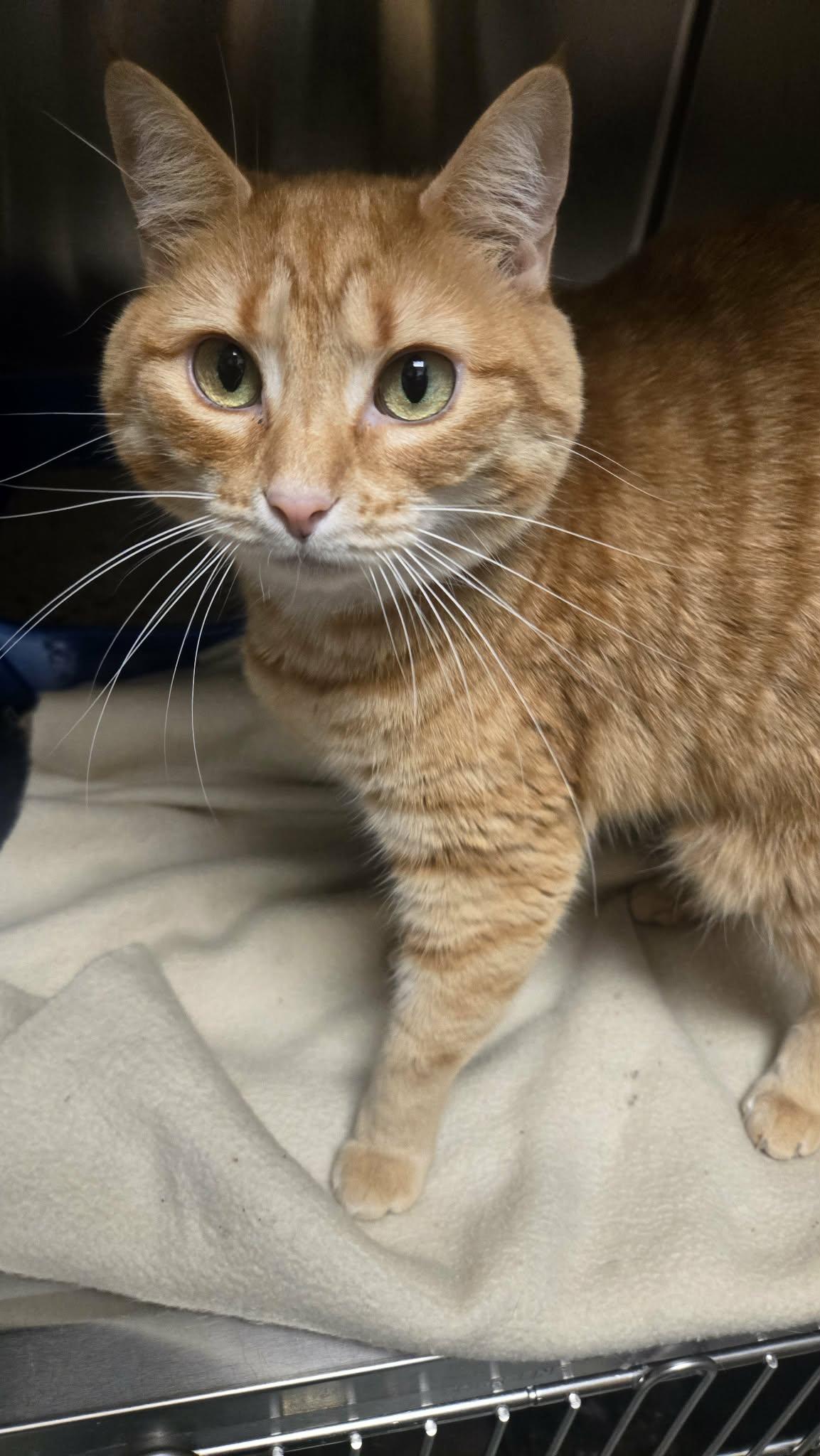 Waffle, Adoptable, Adult Female Domestic Short Hair.