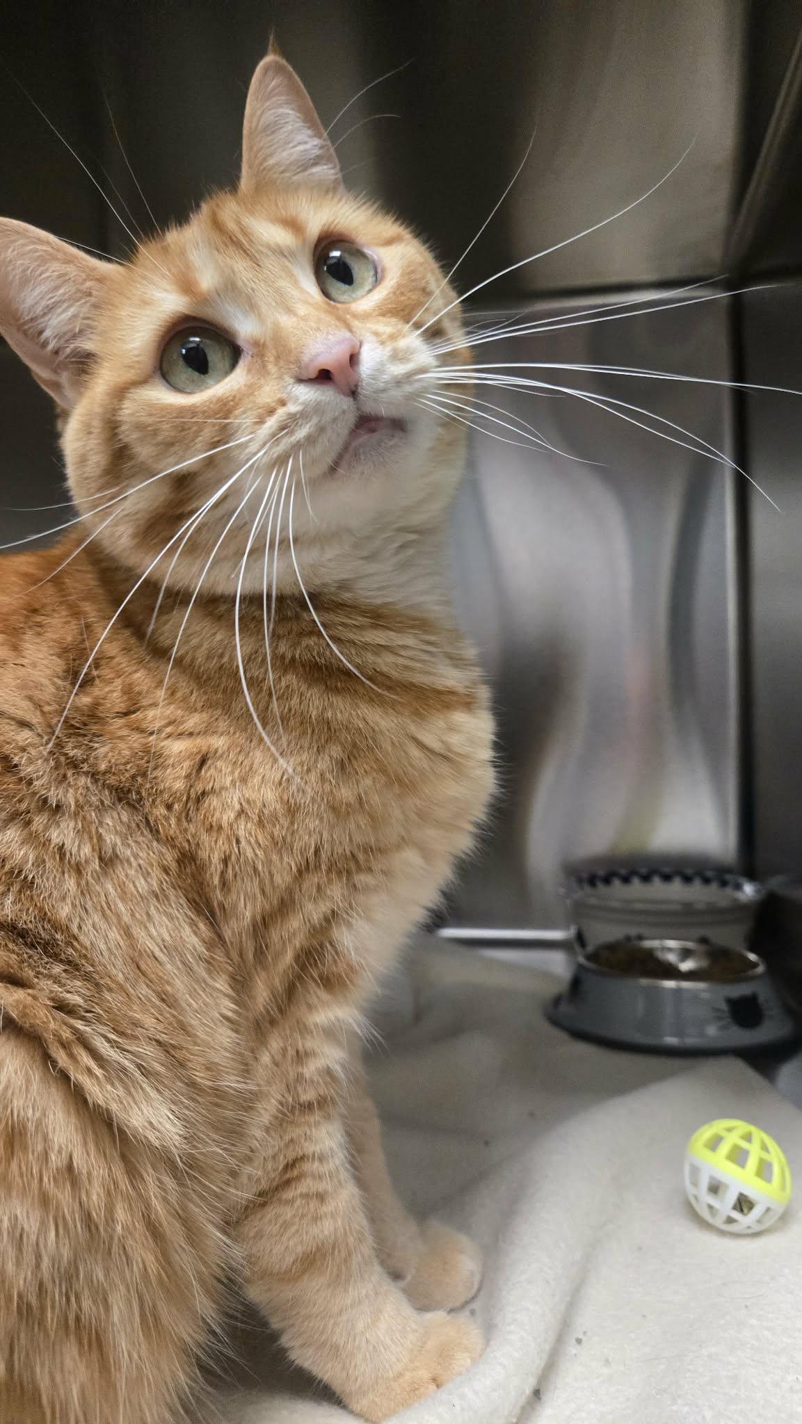Waffle, a Adoptable Domestic Short Hair in Martinsville, IN image 4/5