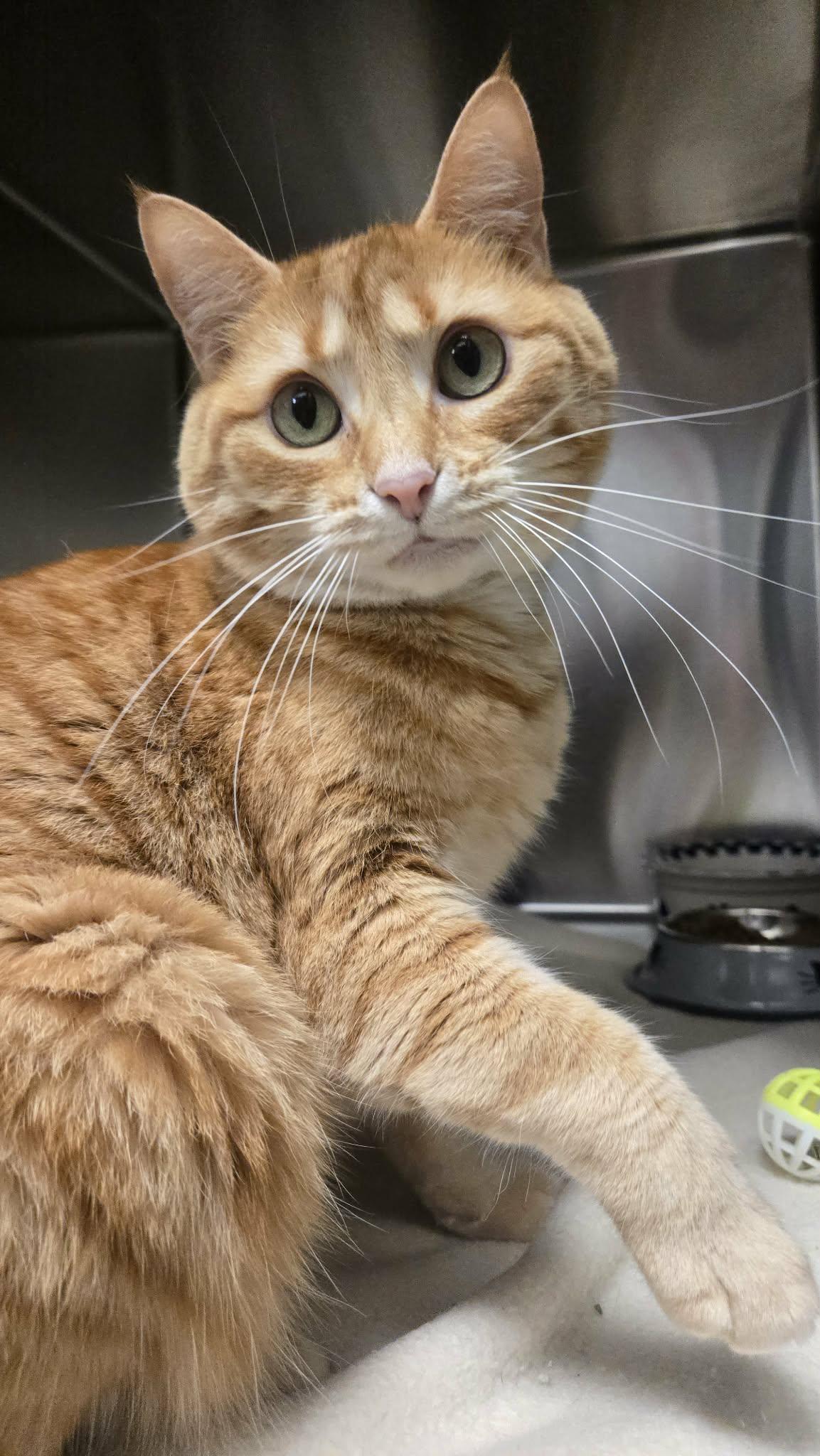 Waffle, a Adoptable Domestic Short Hair in Martinsville, IN image 5/5